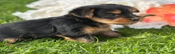 Yorkshire Terrier dogs for sale: Mocha - Ad 7