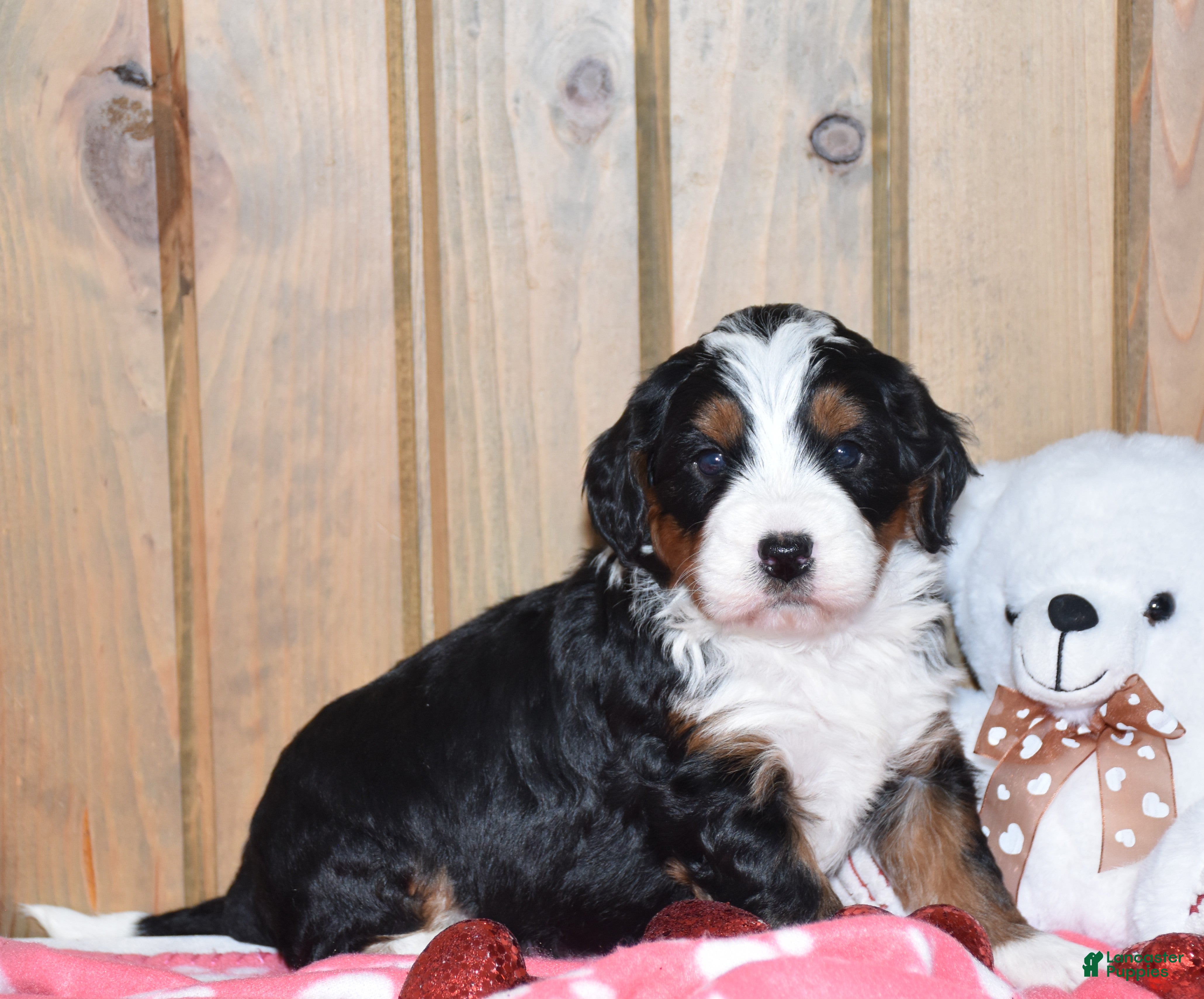 Mini Bernedoodle dogs Magnolia - Ad 33