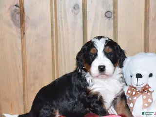 Mini Bernedoodle dogs Magnolia - Ad 20