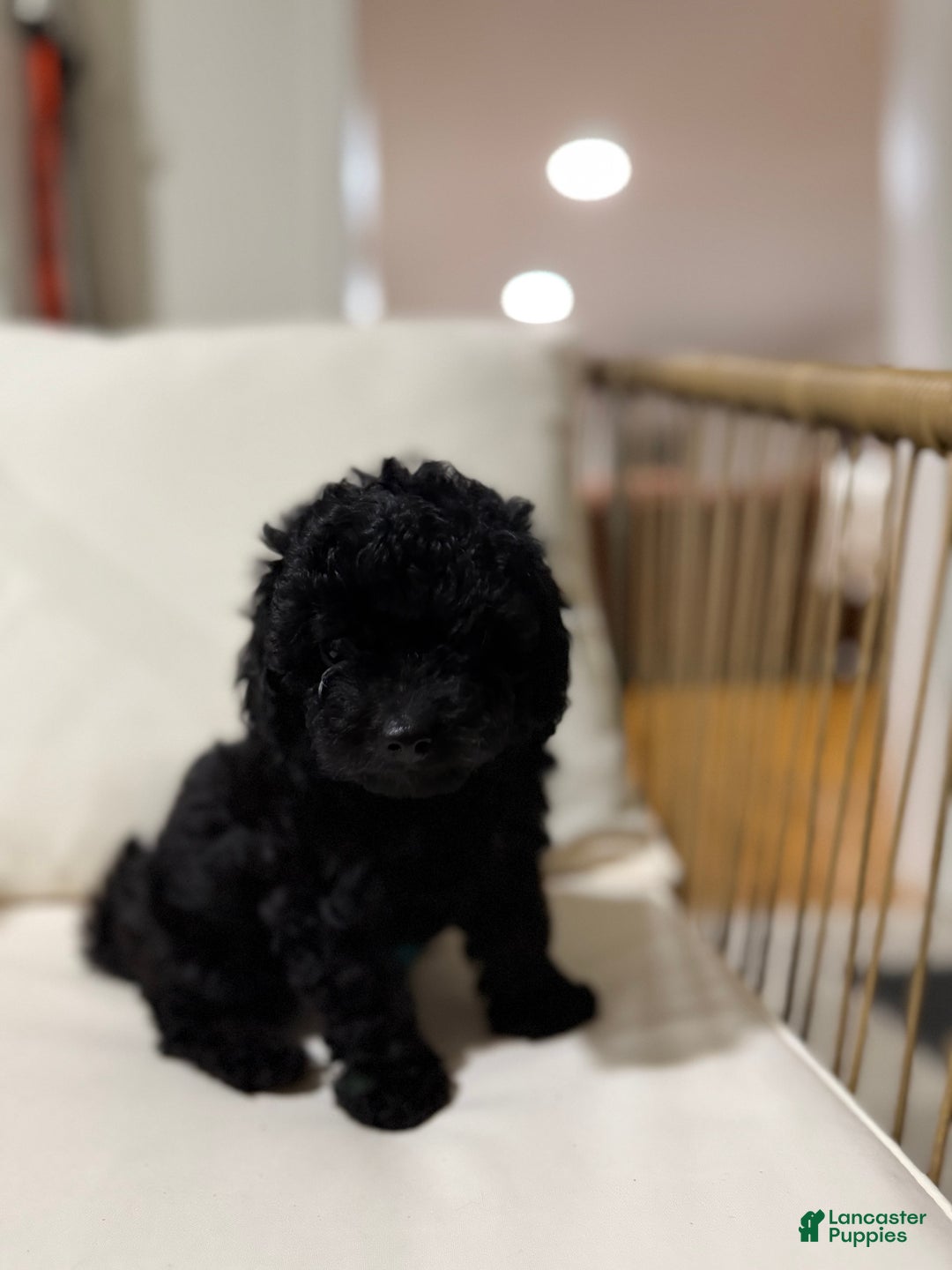Maltipoo dogs for sale: Saddie  - Ad 5
