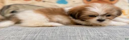 Shih Tzu dogs for sale: Lucy - Ad 7