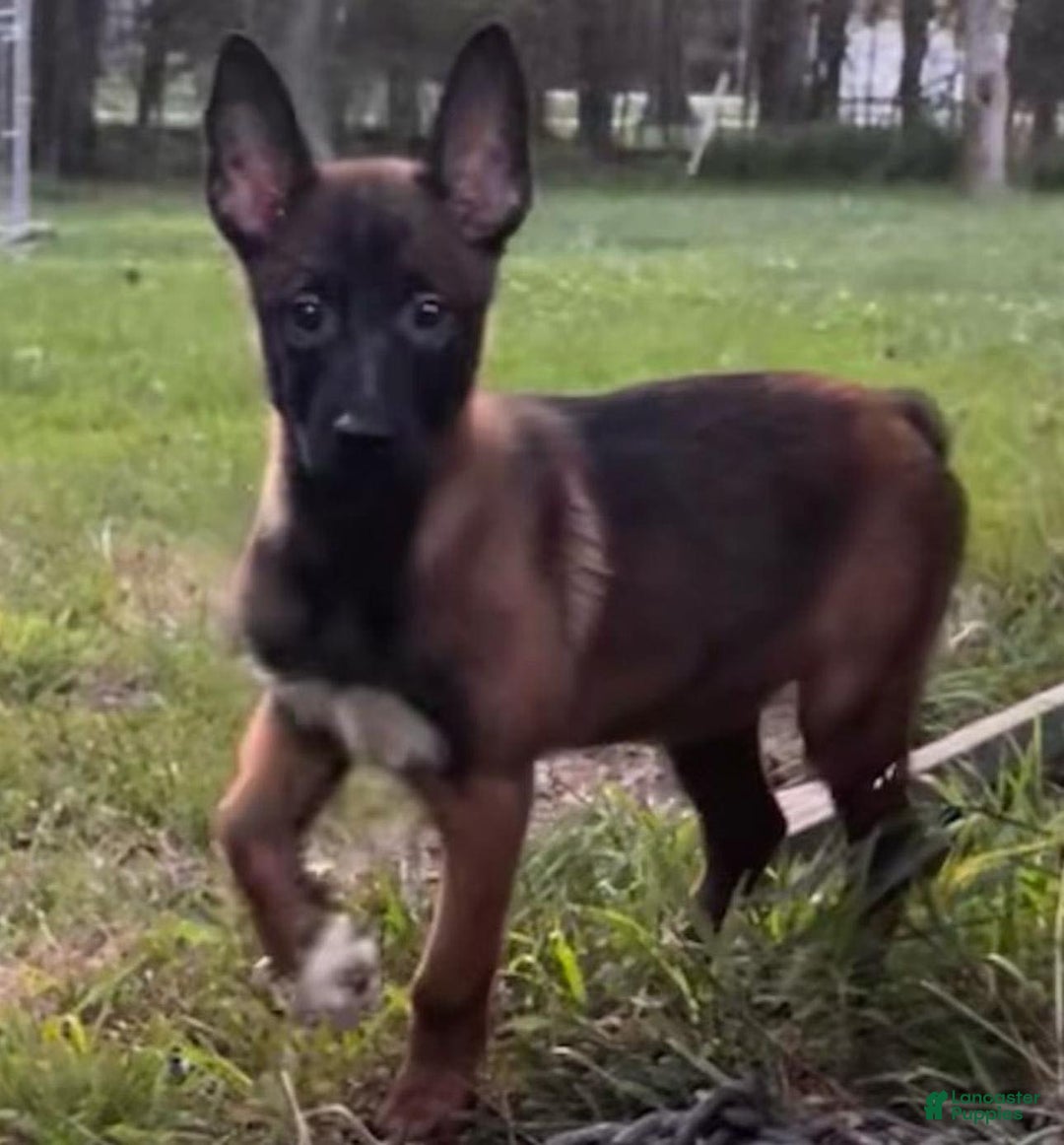 Belgian Malinois dogs for sale: Belgian Malinois Puppy 2 - Ad 1