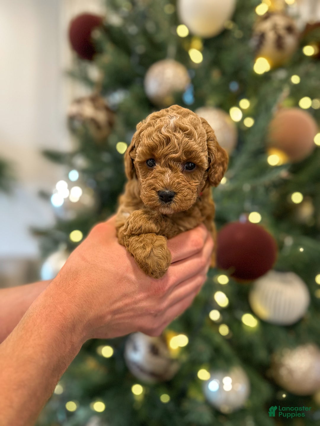Mini Goldendoodle dogs for sale: Willow - Ad 1