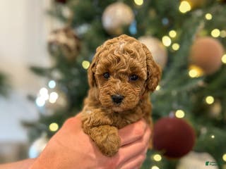 Mini Goldendoodle dogs Willow - Ad 37