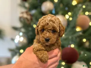 Mini Goldendoodle dogs Willow - Ad 37