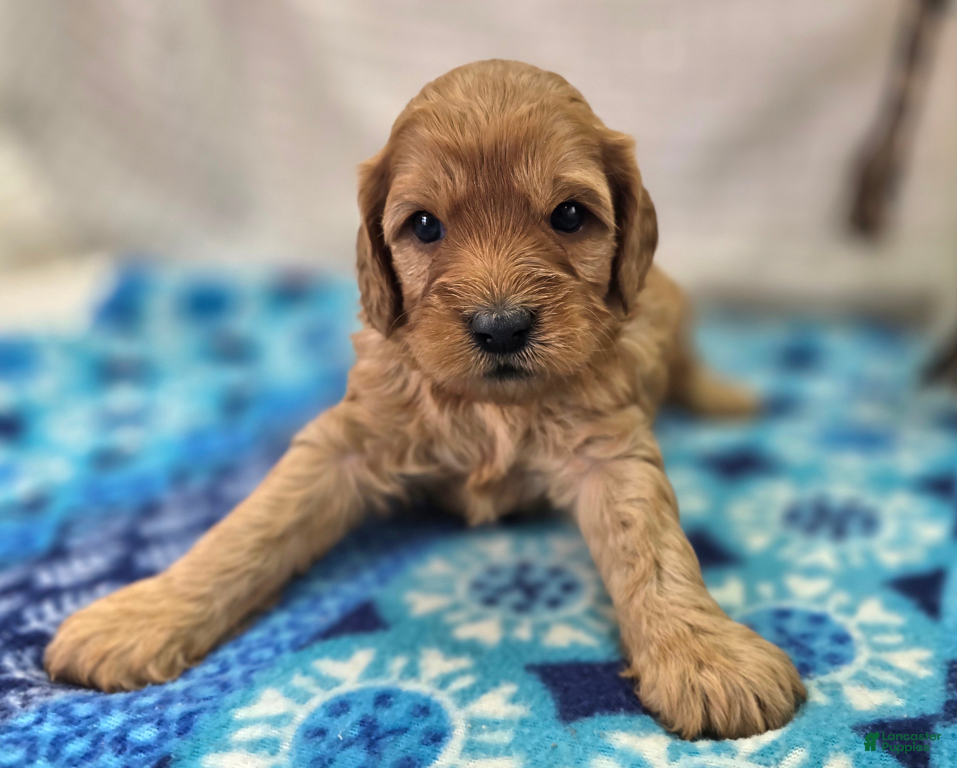 Cavapoo dogs Obsidian - Ad 21