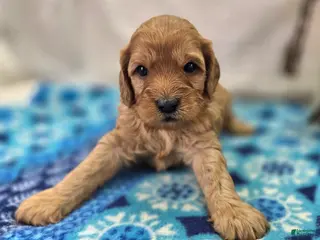 Cavapoo dogs Obsidian - Ad 21