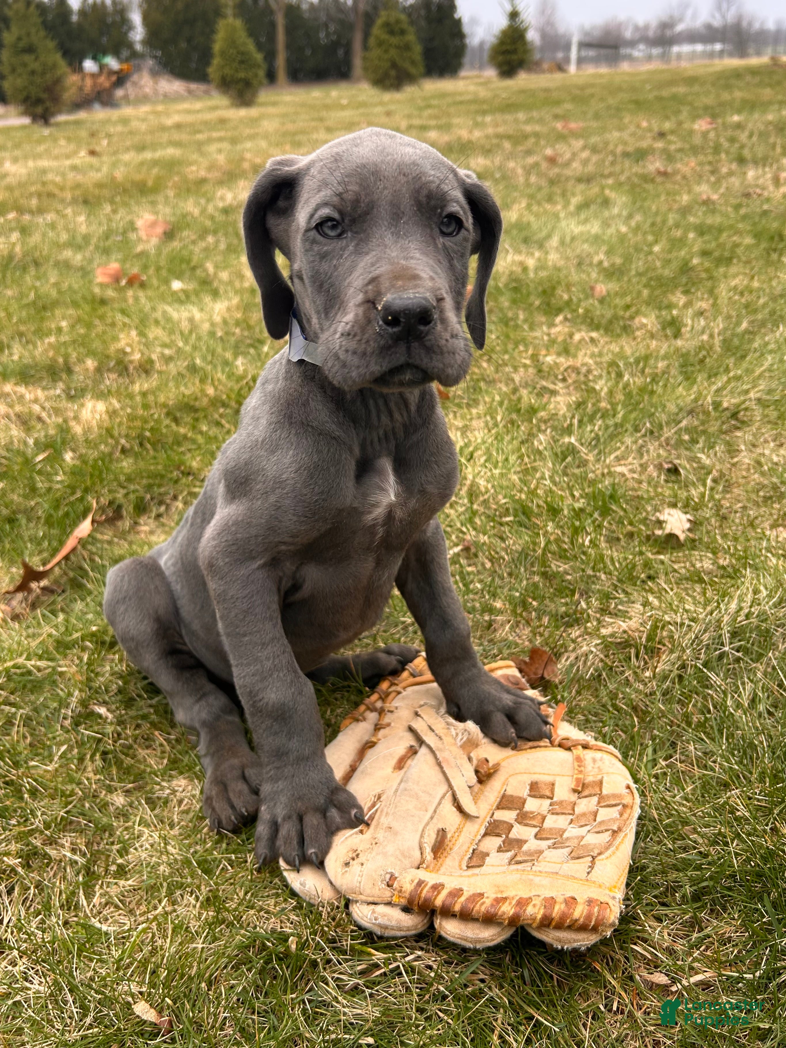 Great Dane dogs Raine - Ad 1