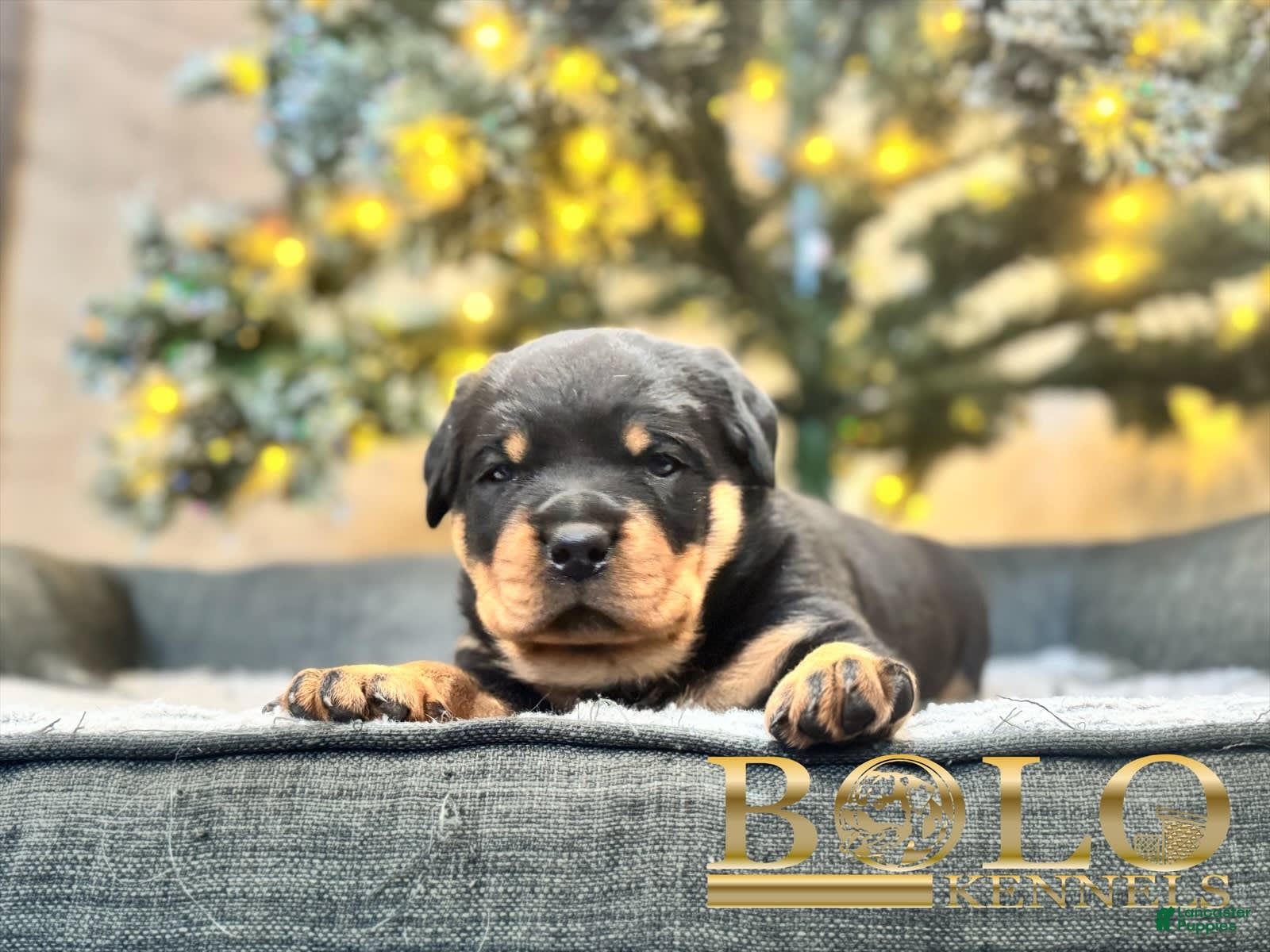 Rottweiler dogs Juggernaut - Ad 5