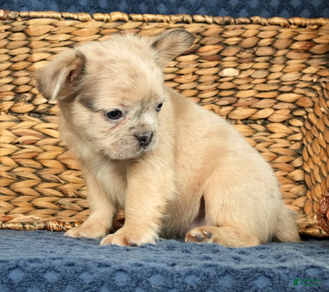 French Bulldog dogs for sale: Avril - Ad 5