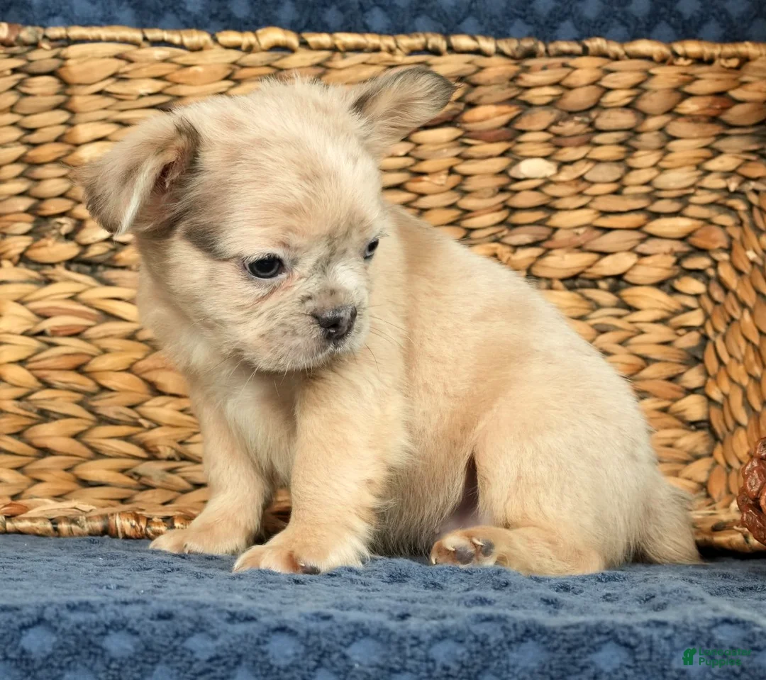 French Bulldog dogs for sale: Avril - Ad 9