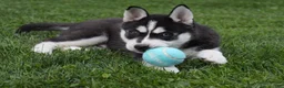 Siberian Husky dogs for sale: Alaska - Ad 3