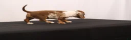 Dachshund dogs for sale: Polly - Ad 8