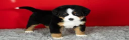 Bernese Mountain Dog dogs for sale: Monte - Ad 5