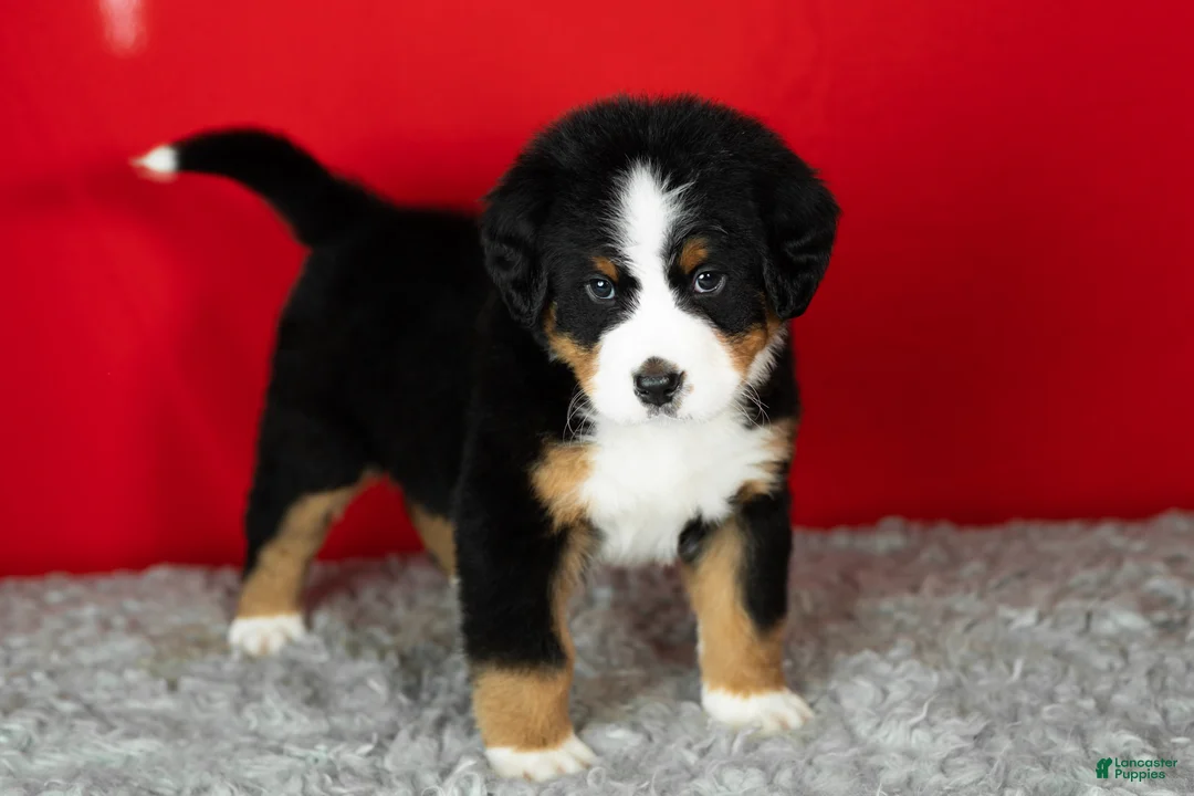 Bernese Mountain Dog dogs for sale: Monte - Ad 5