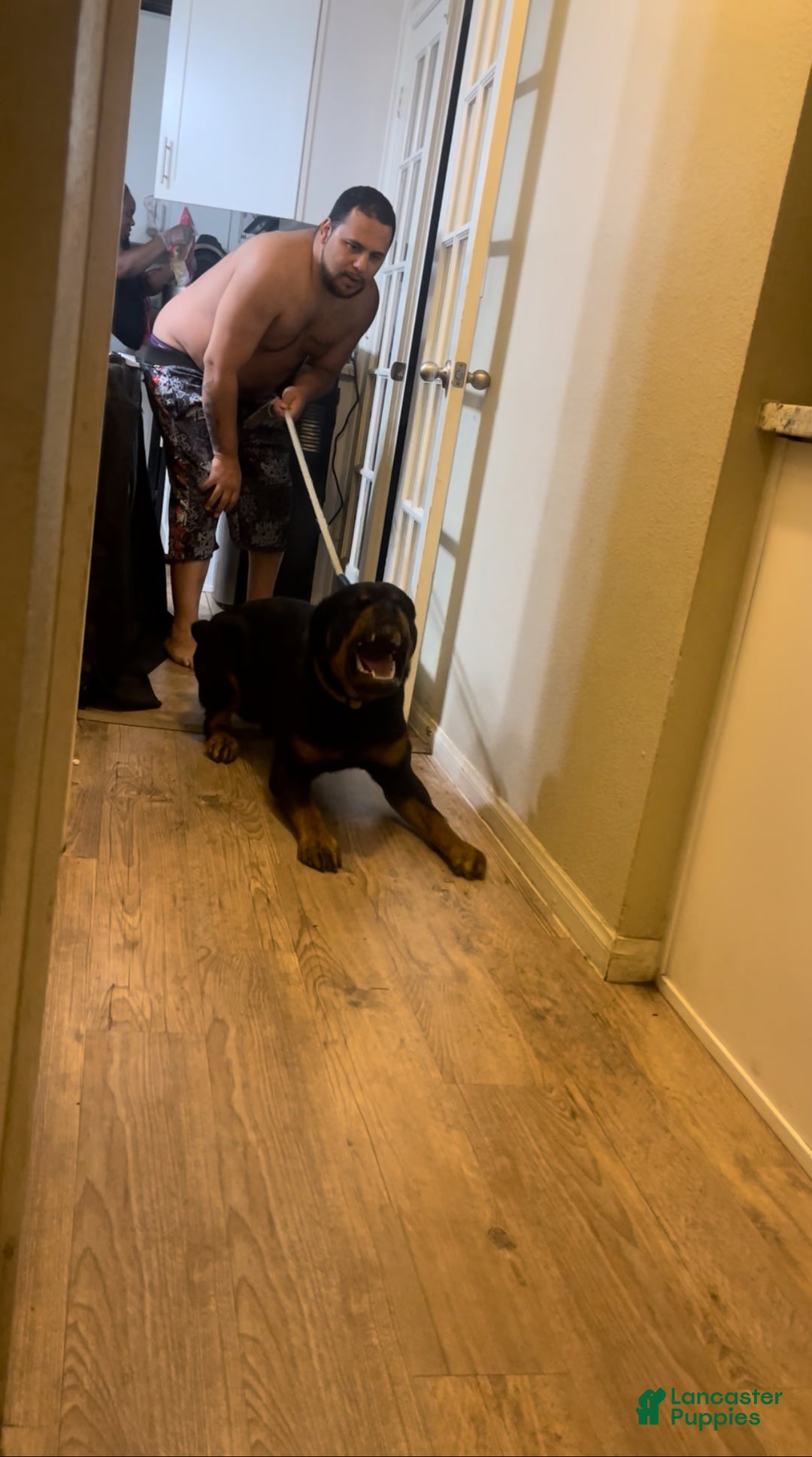 Rottweiler dogs for sale: 4th Pick Female - Ad 5