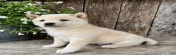 Shiba Inu dogs for sale: Tito - Ad 7