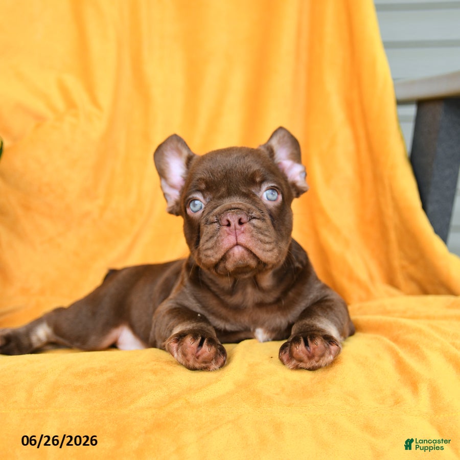 French Bulldog dogs Rocky - Ad 2