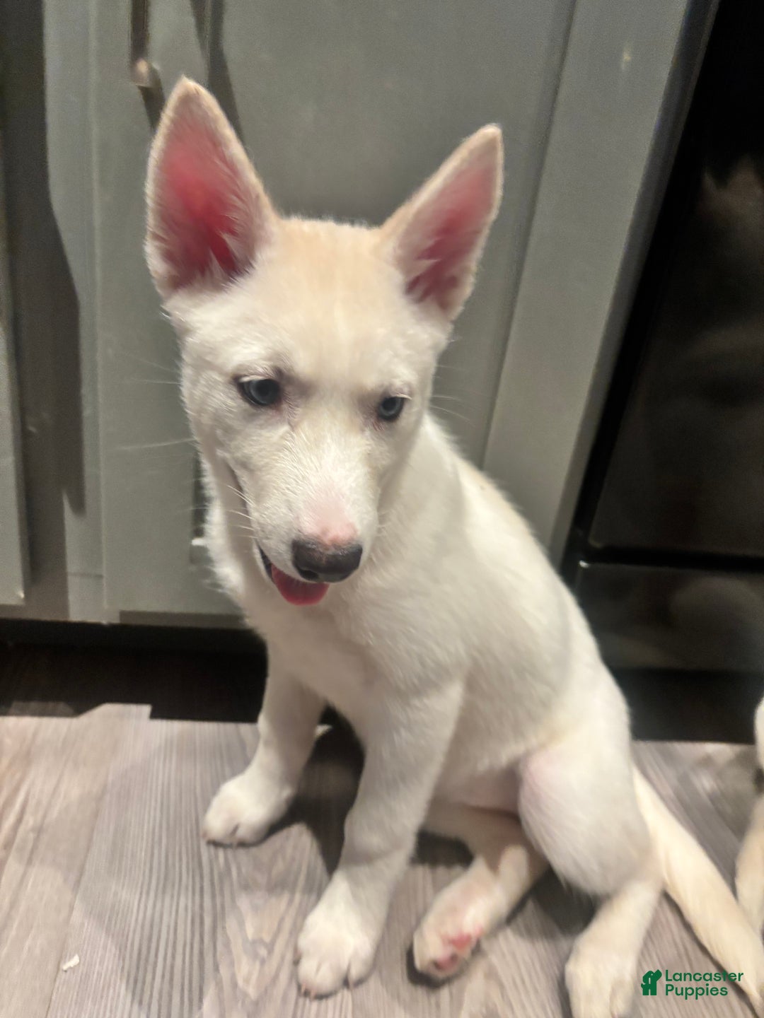 Pomsky dogs for sale: Tofu - Ad 6
