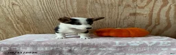 Welsh Corgi Pembroke dogs for sale: Eva - Ad 2