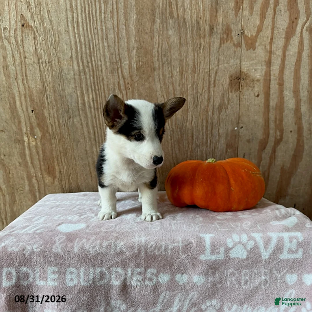 Welsh Corgi Pembroke dogs for sale: Eva - Ad 2