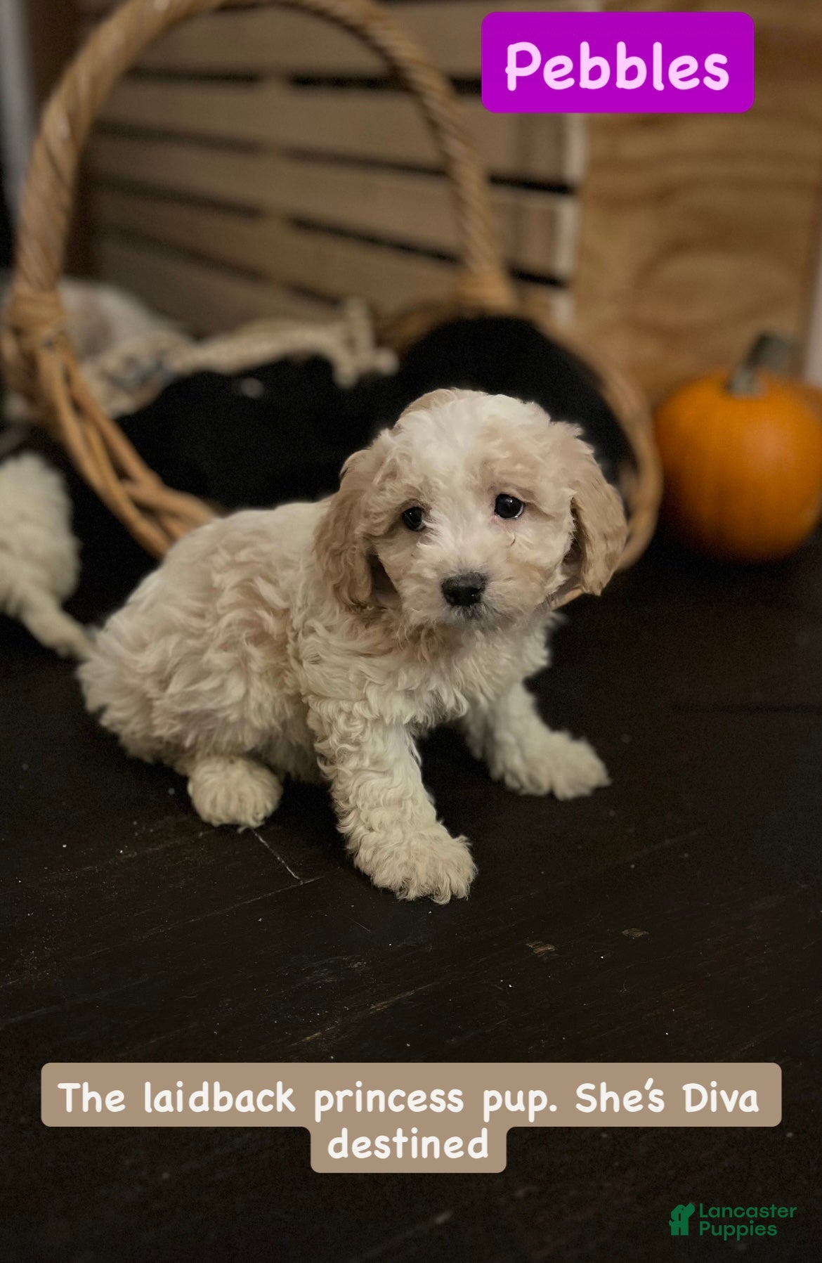 Mixed Breed dogs Shichon Poo Puppy 2 (Pebbles) - Ad 3