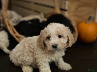 Mixed Breed dogs Shichon Poo Puppy 2 (Pebbles) - Ad 27