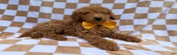 Miniature Poodle dogs for sale: Moose - Ad 5