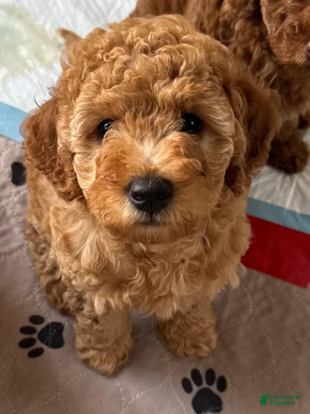 Mini Goldendoodle dogs for sale: Mini Goldendoodle 1 - Ad 2