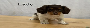 Lady