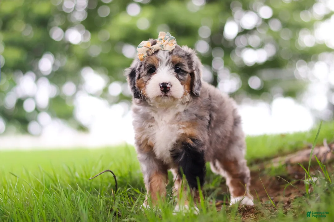 Mini Bernedoodle dogs for sale: Mimosa - Ad 1