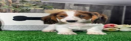 Dachshund dogs for sale: Duke - Ad 3