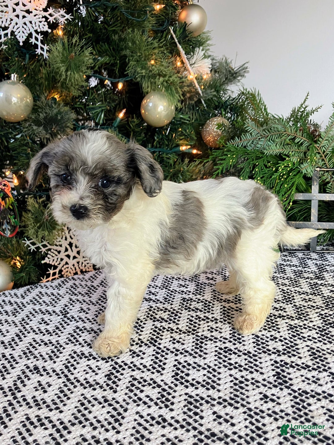 Mini Aussiedoodle dogs for sale: Tabby - Ad 4