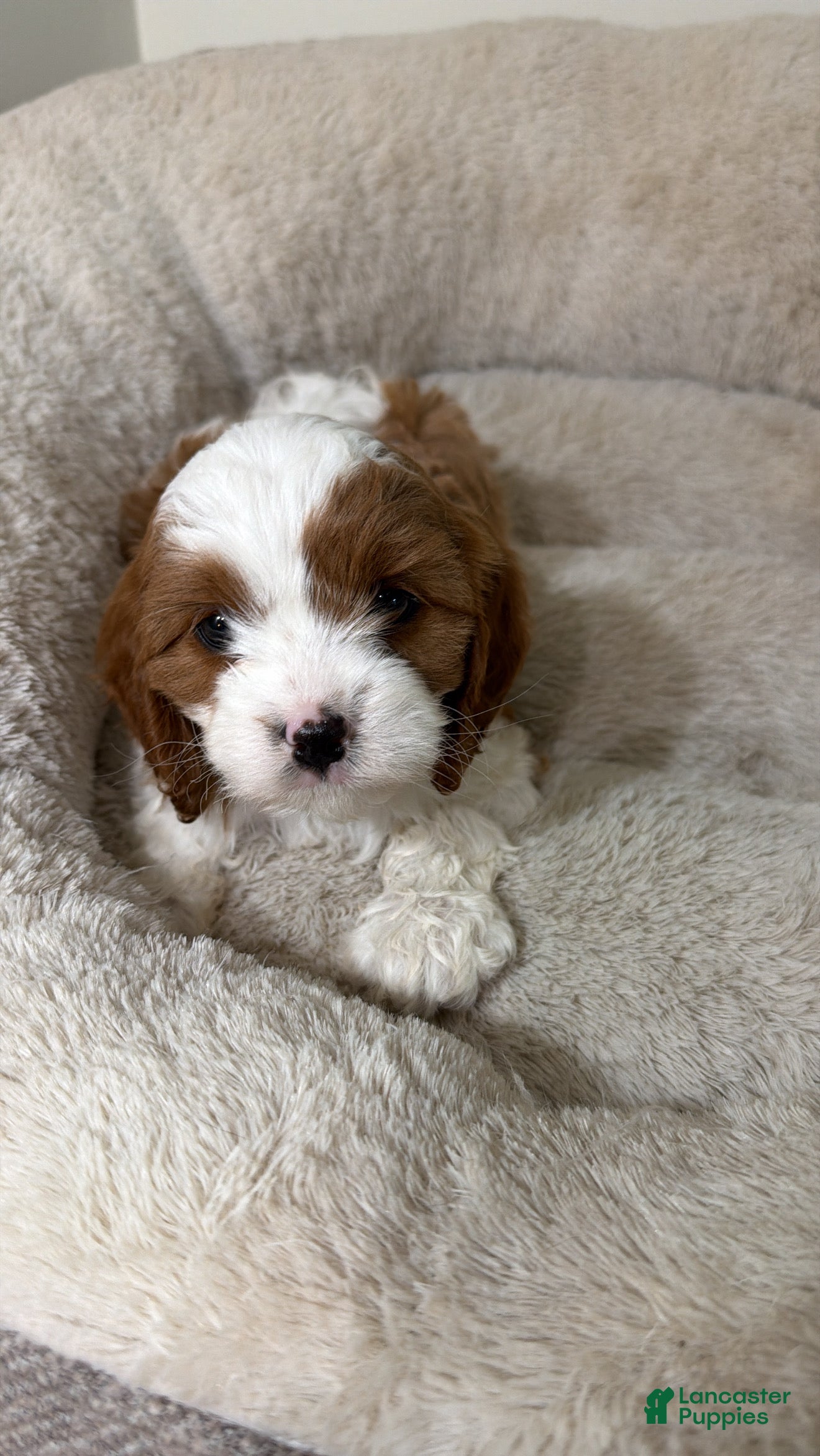Cavapoo dogs Bailey  - Ad 11