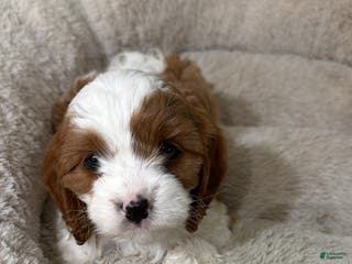 Cavapoo dogs Bailey - Ad 24