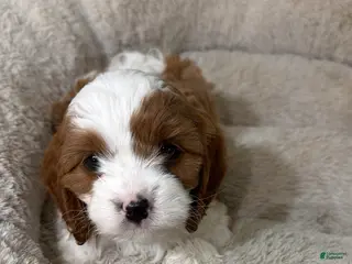 Cavapoo dogs Bailey - Ad 26