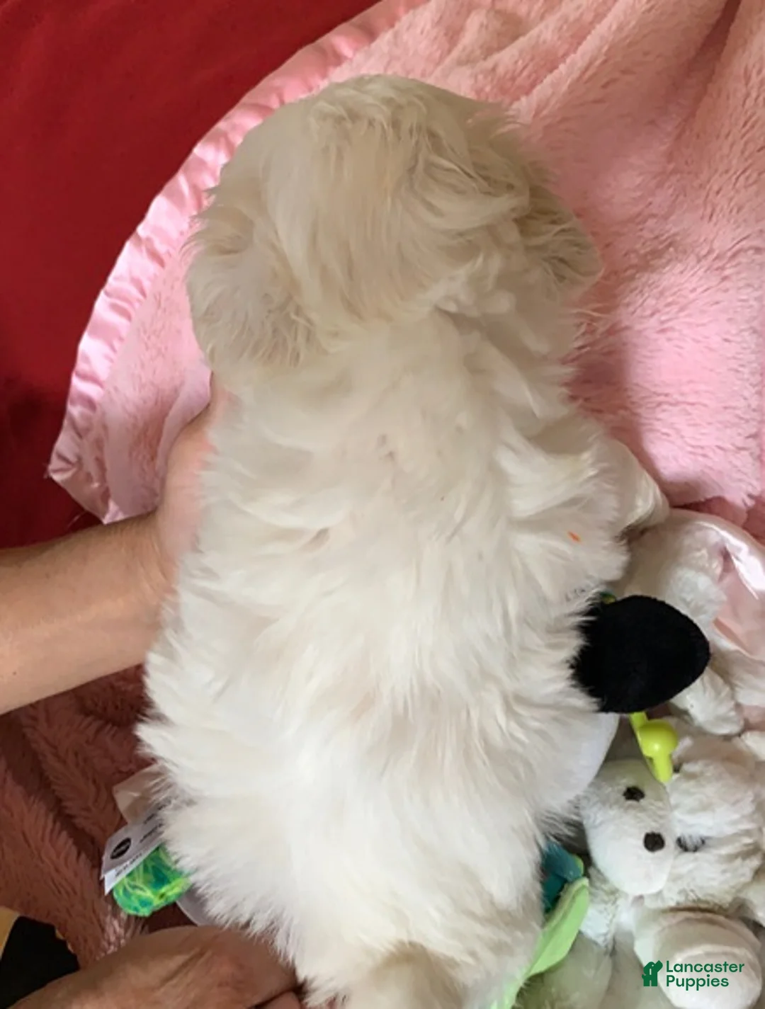 Shihpoo dogs for sale: Shihpoo Puppy 1 - Ad 2