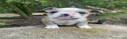 Mixed Breed dogs for sale: Billy - Ad 10