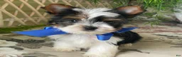 Biewer Terrier dogs for sale: Whisper - Ad 16