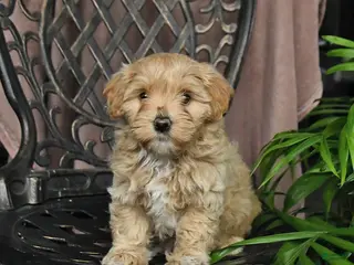 Maltipoo dogs for sale: Penny - Ad 4