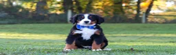 Bernese Mountain Dog dogs for sale: Toby - Ad 6