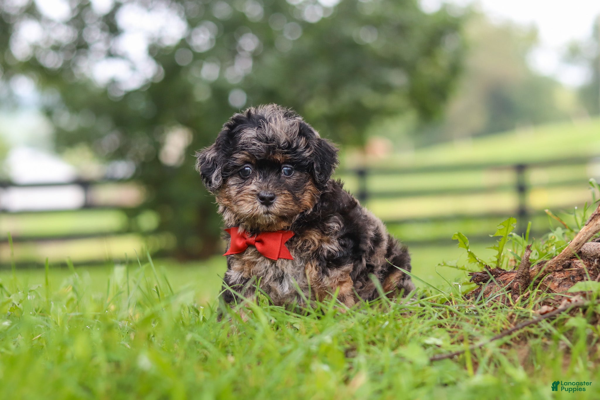 Shihpoo dogs Koda - Ad 2
