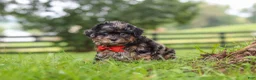 Shihpoo dogs for sale: Koda - Ad 2