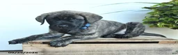 English Mastiff dogs for sale: Frances - Ad 2