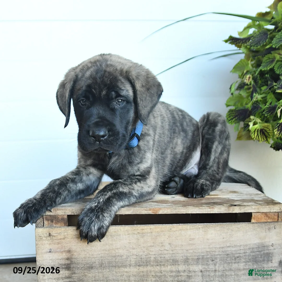 English Mastiff dogs for sale: Frances - Ad 2