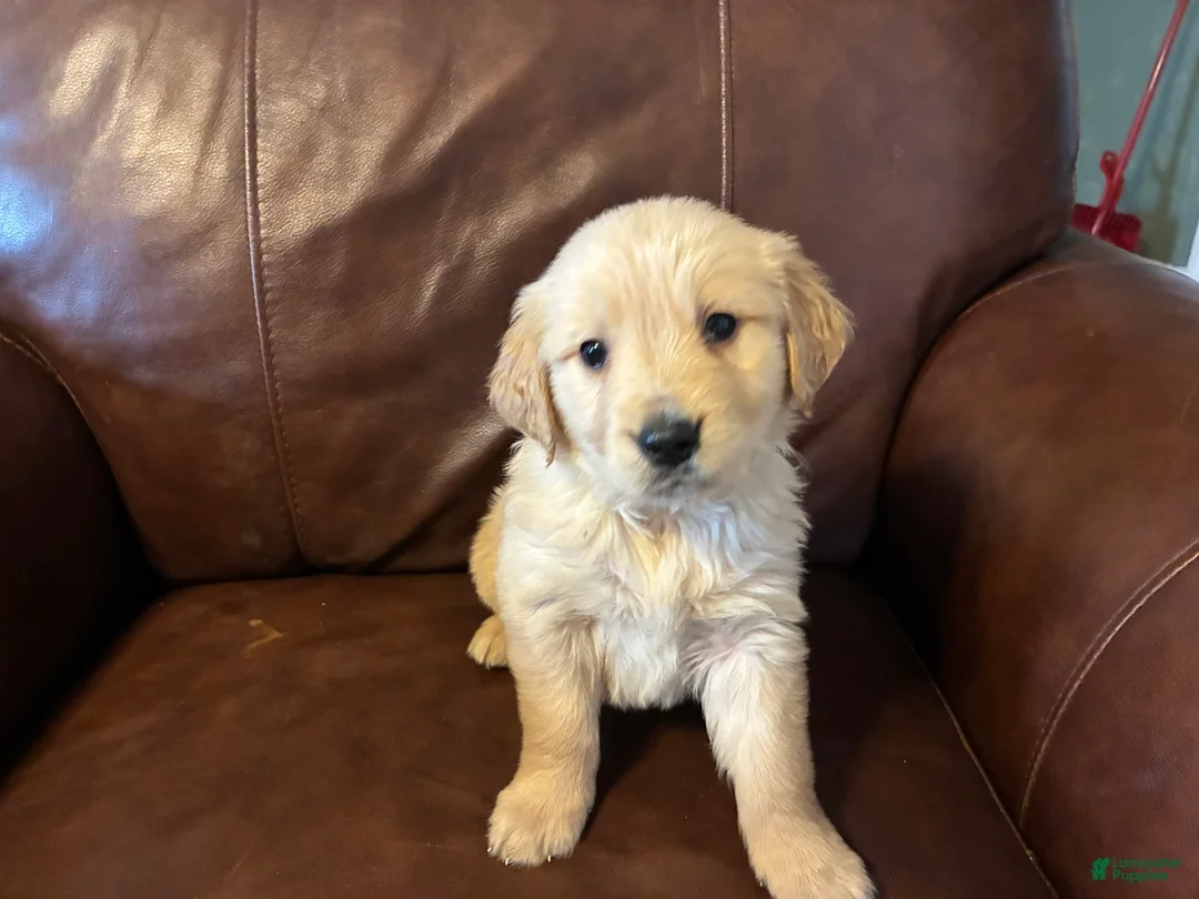 Golden Retriever dogs for sale: Ace - Ad 3
