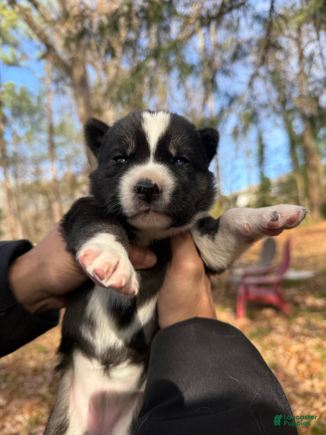 Siberian Husky dogs for sale: Excalibur - Ad 3