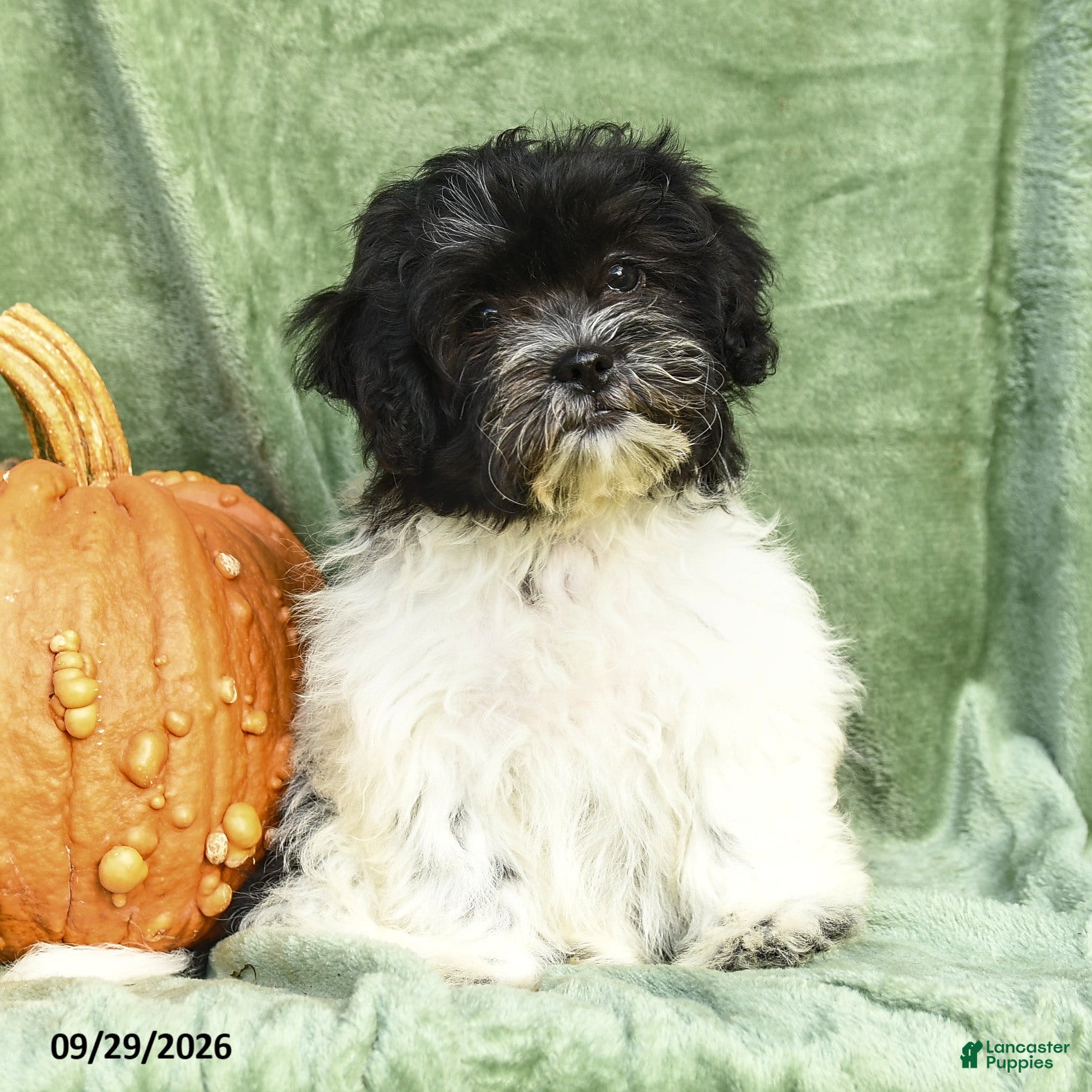 Hazel, Shichon