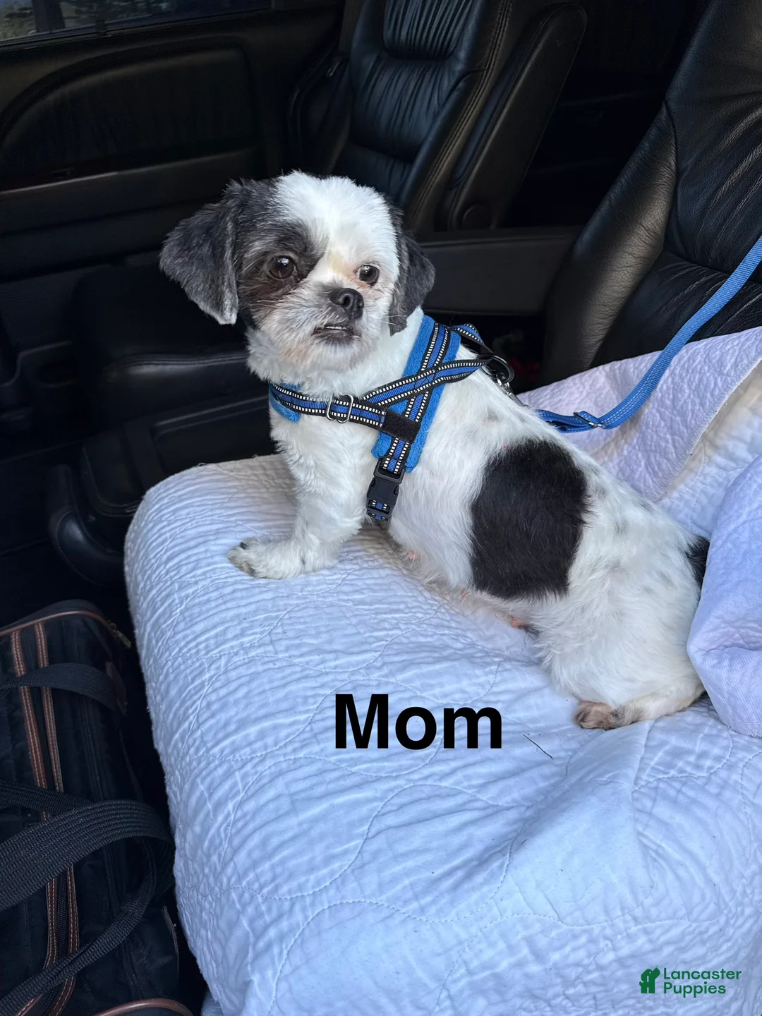 Shih Tzu dogs for sale: Shih Tzu Puppy 1 - Ad 2