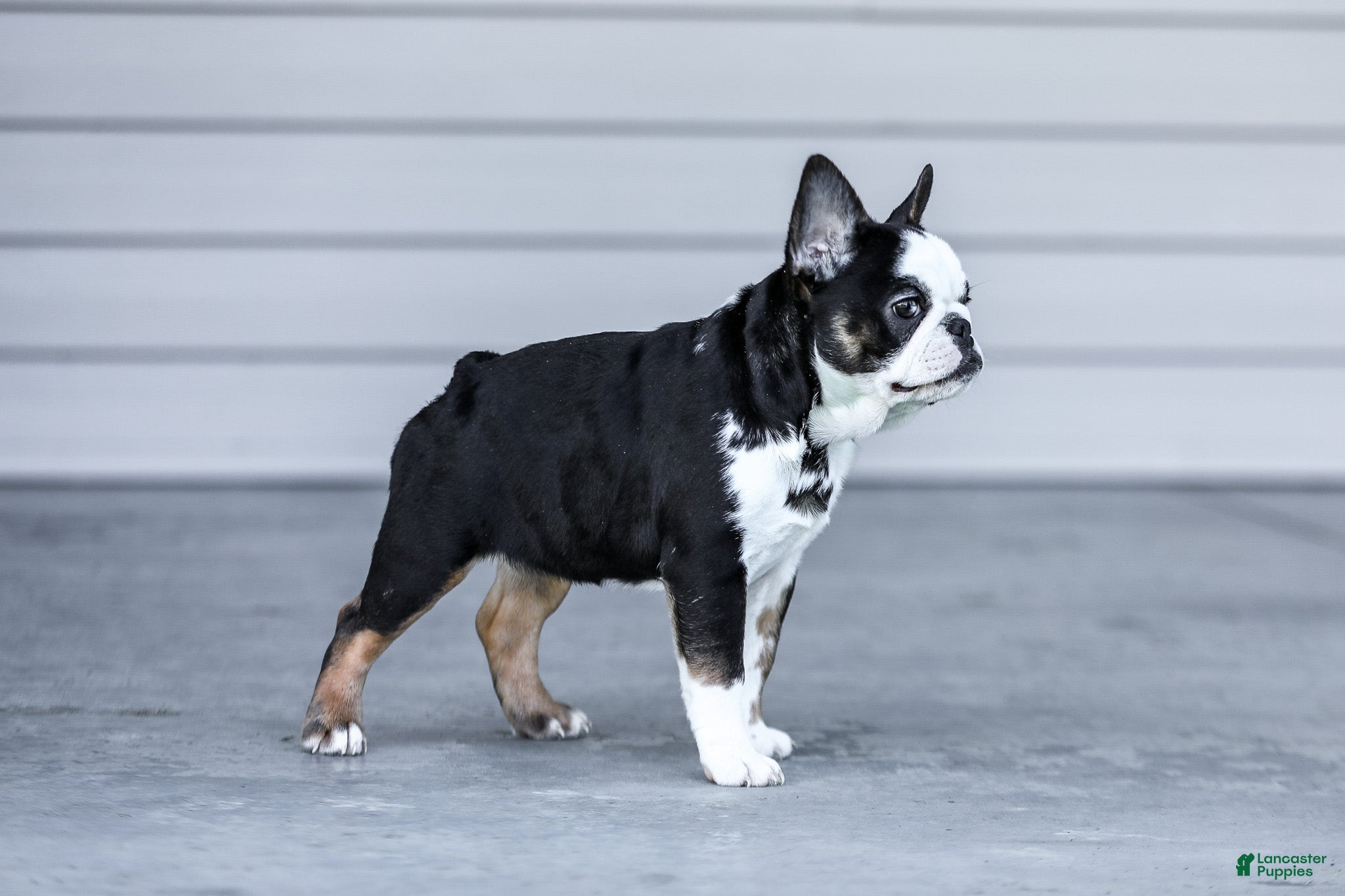 French Bulldog dogs for sale: Sheba - Ad 7